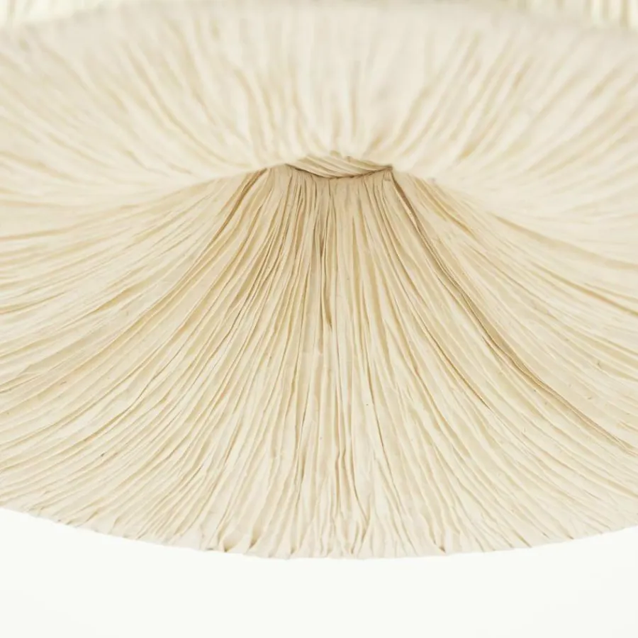 By Boo Hanglamp Lokta 1 New
