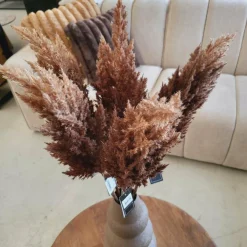 Countryfield Astilbe bruin New