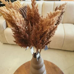 Countryfield Astilbe bruin New