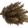 Countryfield Astilbe bruin 2 Hot