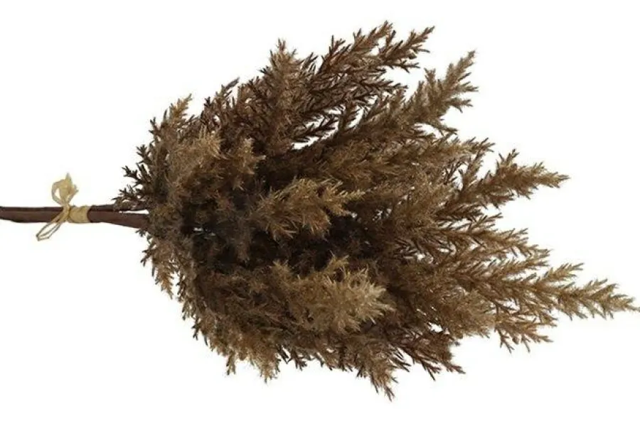 Countryfield Astilbe bruin 2 Hot