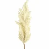Countryfield Astilbe crème New