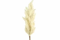 Countryfield Astilbe crème New