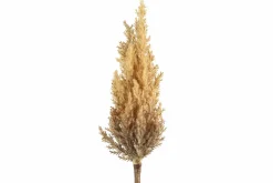 Countryfield Astilbe lichtbruin Sale