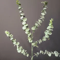 Countryfield Eucalyptus groen 1