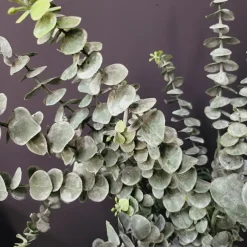 Countryfield Eucalyptus groen 1