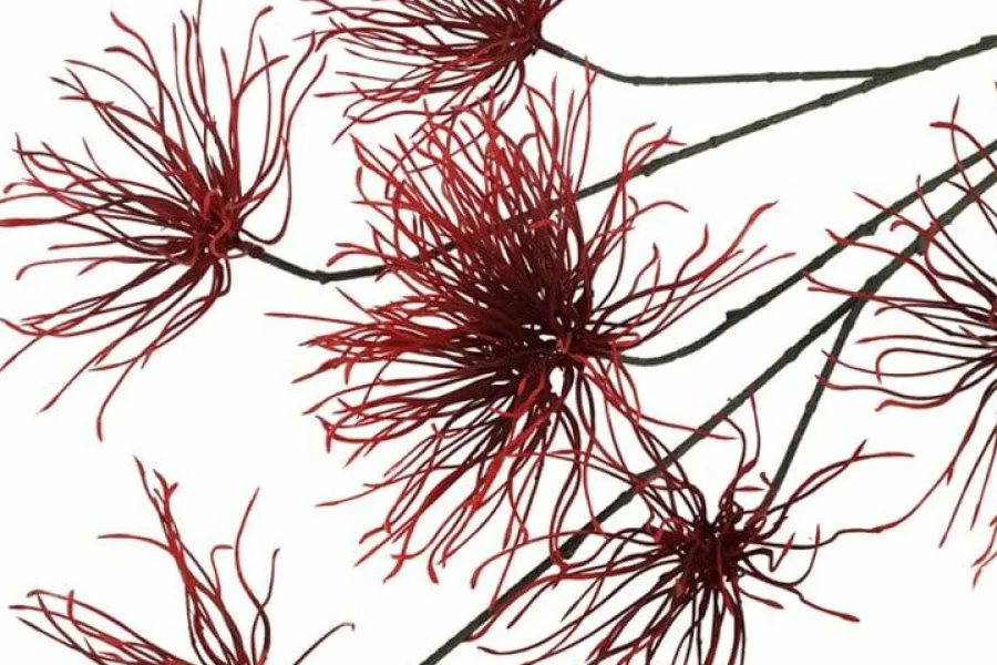 Countryfield Kunstbloem Grevillea M Rood Paars