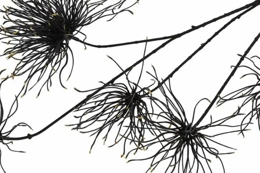 Countryfield Kunstbloem Grevillea M zwart Online