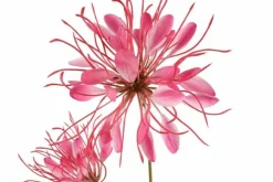 Countryfield Kunstbloem Lycoris donkerroze - L 12 x B 8 x H 94 CM Online