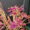 Countryfield Kunstbloem wild Hortensia M paars i-L138B43H85CM Sale