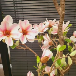 Countryfield Kunstplant Magnolia L roze / wit - 220 cm hoog Hot