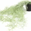 Countryfield Kunstplant Tillandsia groen