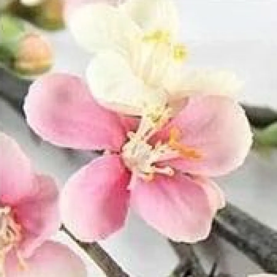 Countryfield Kunsttak Bloesem Quince S roze Discount