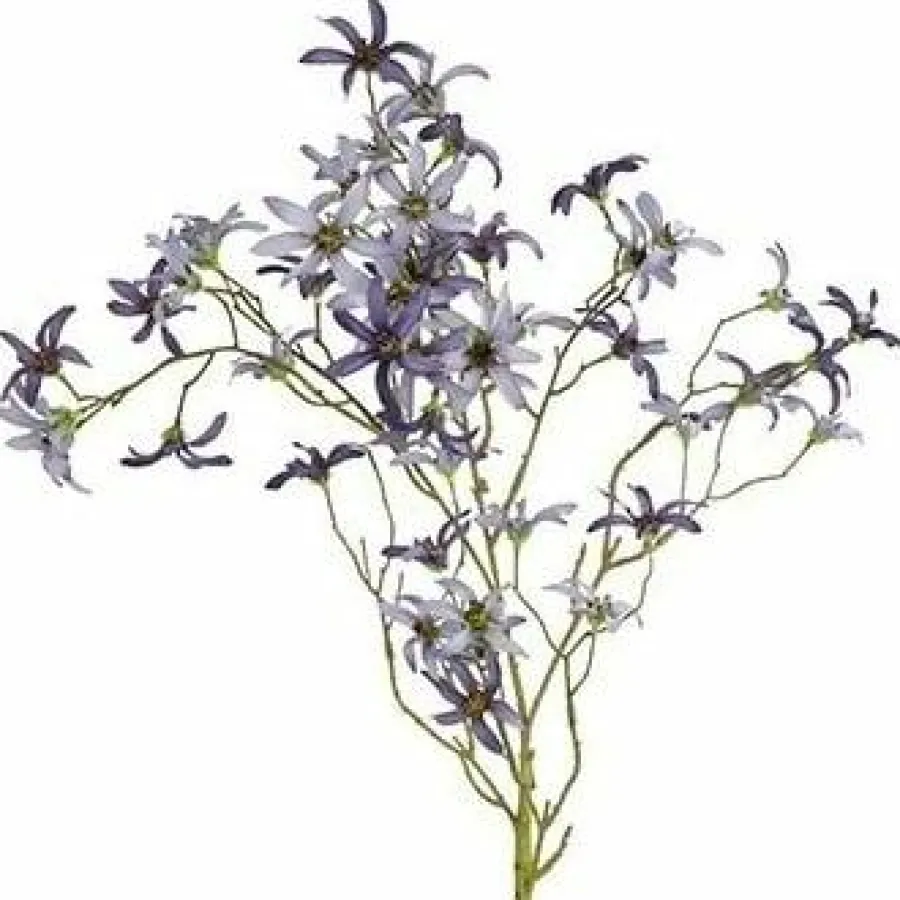 Countryfield Kunsttak Magnolia stellata S blauw Best