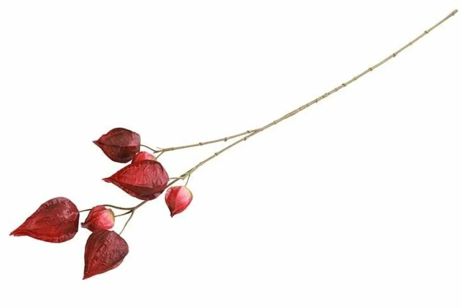 Countryfield Kunsttak Physalis vuur rood Best