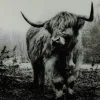 Countryfield Schilderij Schotse Hooglander Wild life L Best