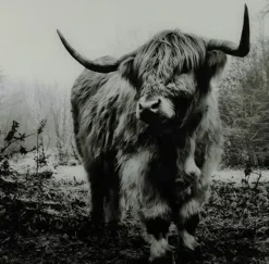 Countryfield Schilderij Schotse Hooglander Wild life L Best