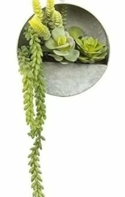 Countryfield Senecio groen met hangbakje