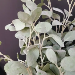 Countryfield Tak Eucalyptus groen 3 Hot