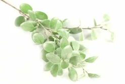 Countryfield Tak Eucalyptus groen 3 Hot