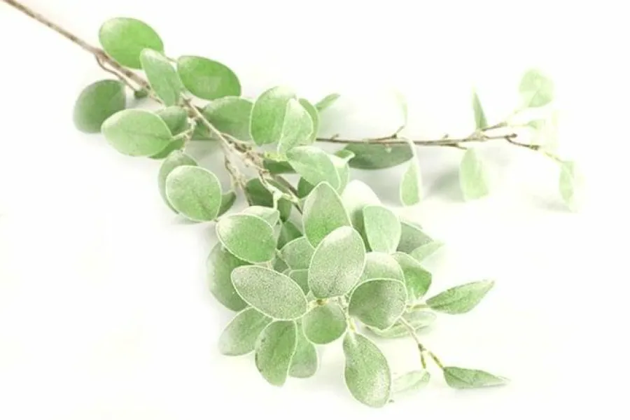 Countryfield Tak Eucalyptus groen 3 Hot
