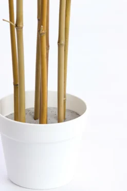 Light en Living Ornament in pot 70x60x120 cm BAMBOO naturel+crème Sale
