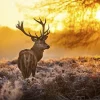MondiArt Alu Art | Red Deer in Morning Sun Sale