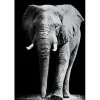 MondiArt Alu Brush | Olifant 120 x 180 Sale
