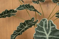 PTMD Kunsttak Groen Alocasia bladeren Outlet