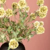 PTMD Kunsttak Groen Scabiosa Outlet