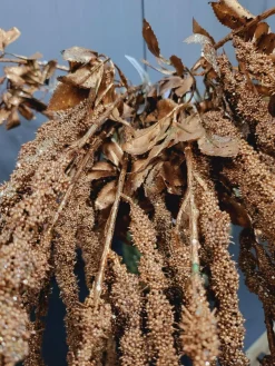 PTMD Kunsttak Twig Plant copper glitter amaranthus spray Best