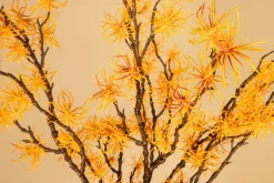 PTMD KunsttakTwig Plant hamamelis geel - oranje Hot
