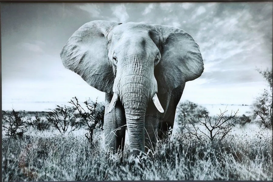 PTMD Schilderij Melani Glass Art olifant groot Outlet