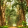 Wandkraft Acacias the Mist