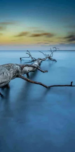 Wandkraft Art of Nature 041 Best