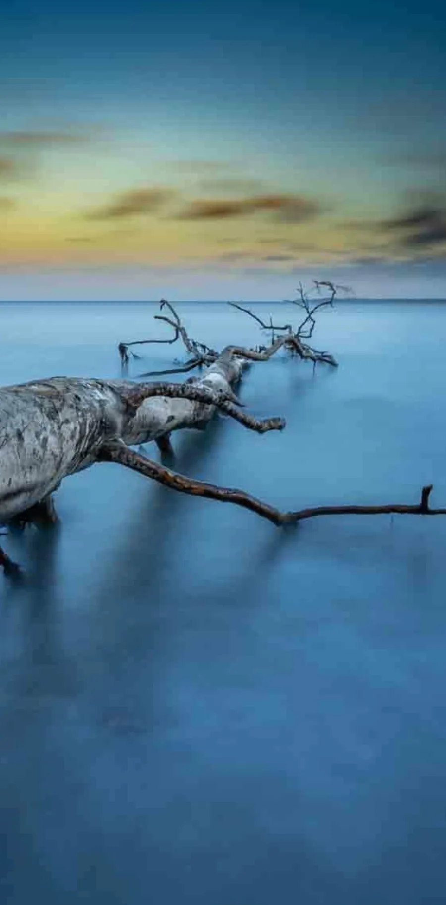 Wandkraft Art of Nature 041 Best
