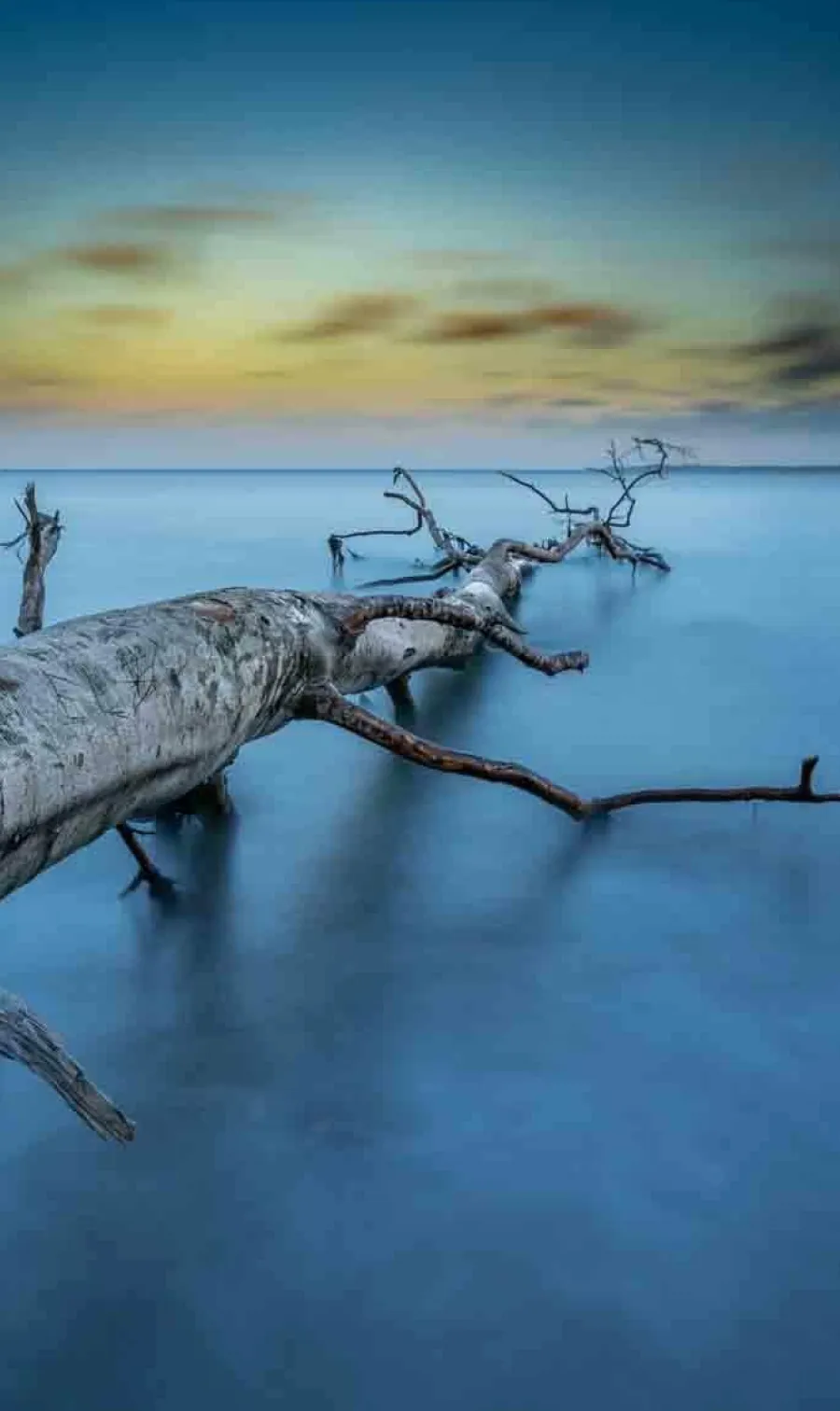 Wandkraft Art of Nature 041 Best