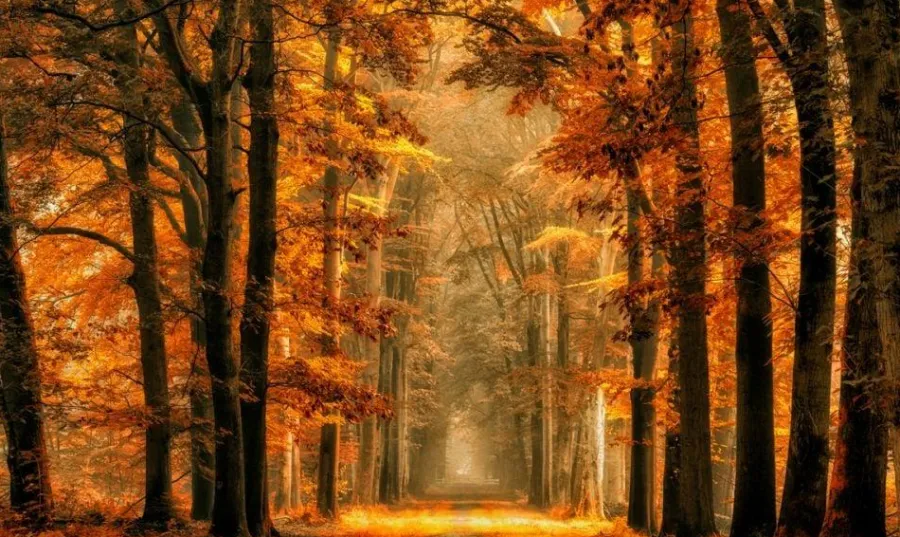 Wandkraft Art of Nature 033 - Limited edition Clearance