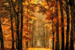 Wandkraft Art of Nature 033 - Limited edition Clearance