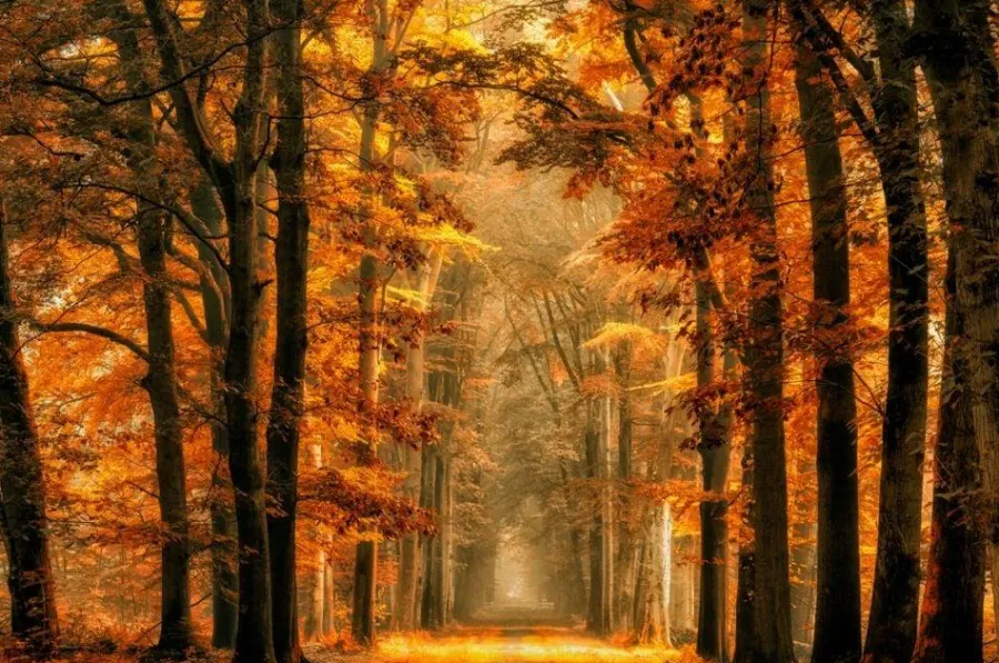 Wandkraft Art of Nature 033 - Limited edition Clearance