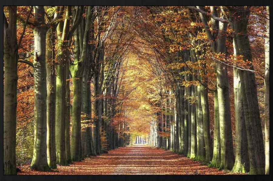 Wandkraft Autumn Clearance