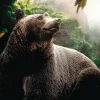 Wandkraft Bear Clearance