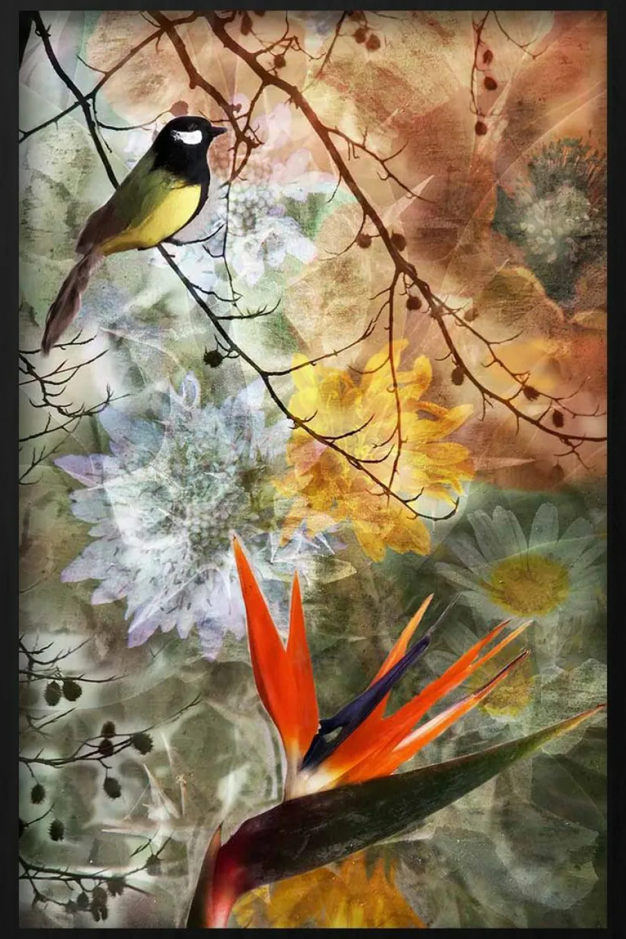Wandkraft Bird Of Paradise Best