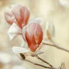 Wandkraft Blooming Hearts Clearance