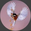 Wandkraft Bright Wings 020 Outlet
