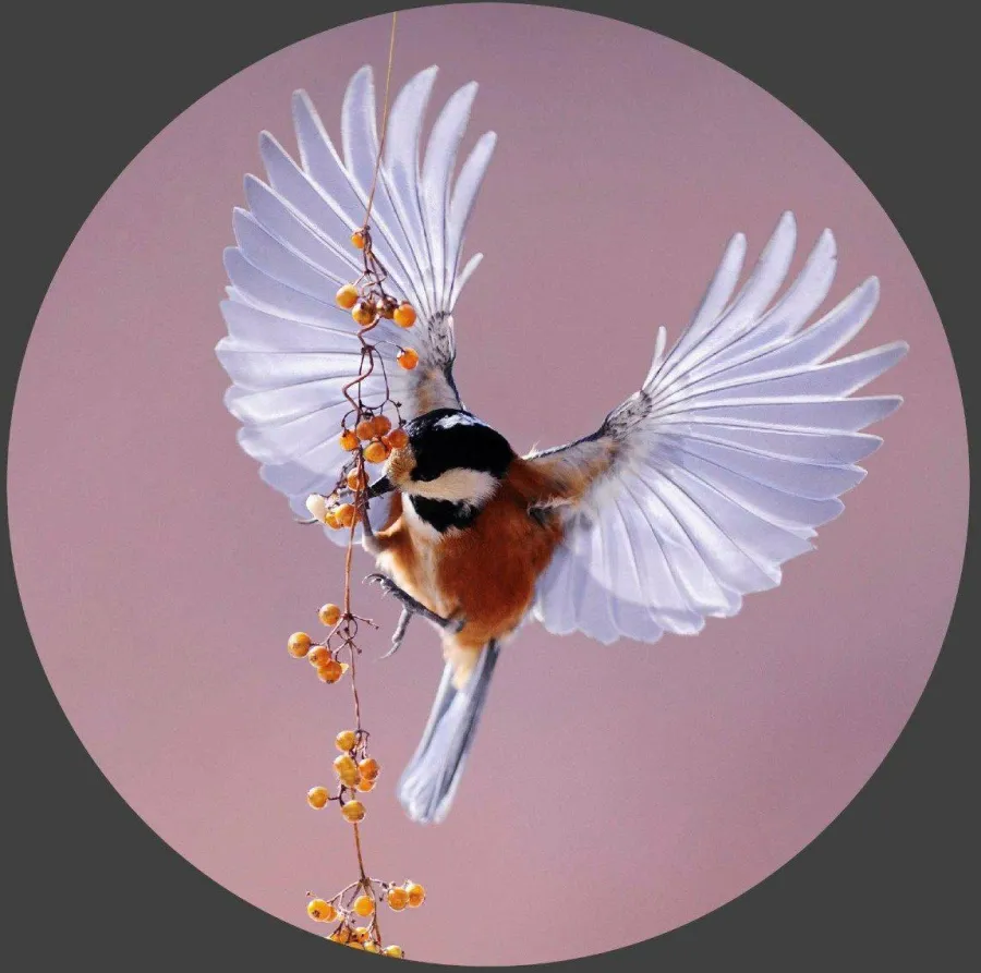 Wandkraft Bright Wings 020 Outlet