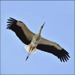 Wandkraft Bright Wings 021