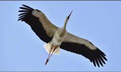 Wandkraft Bright Wings 021