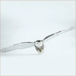 Wandkraft Bright Wings 008 Hot