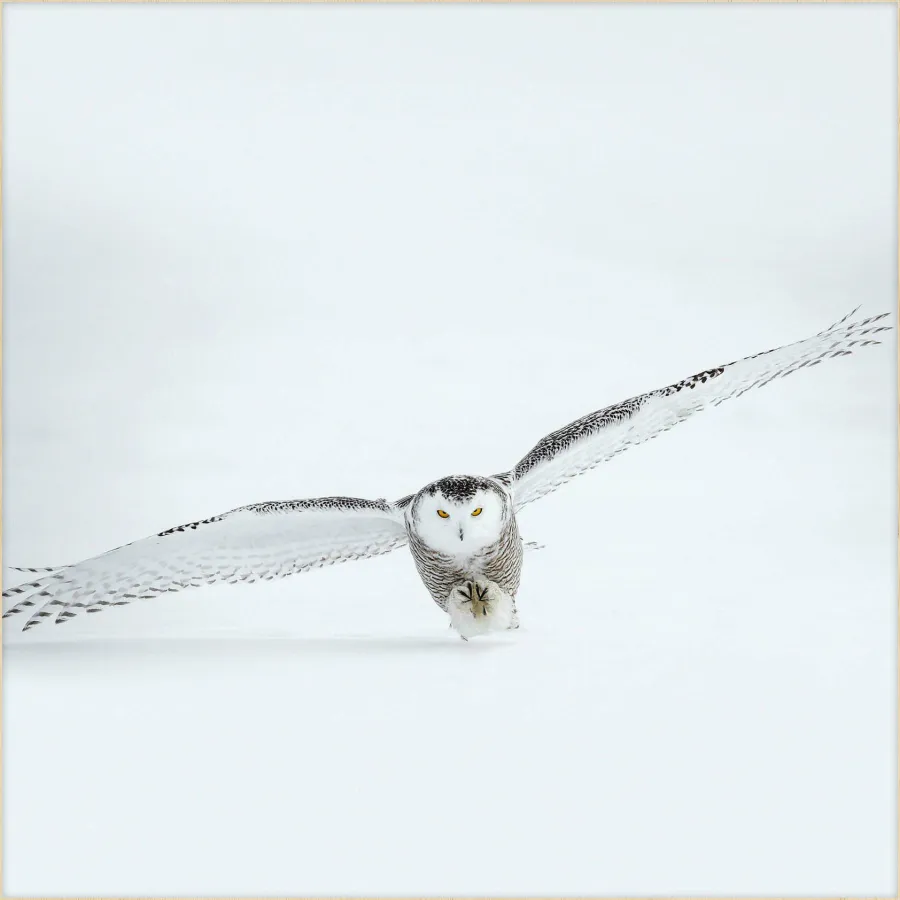 Wandkraft Bright Wings 008 Hot